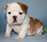 English-Bulldog-Puppy-From-Willie-and-Gracie-Girl-3-800x721